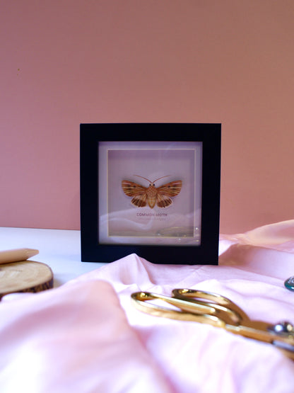 Common Moth - Paper Taxidermy Frame
