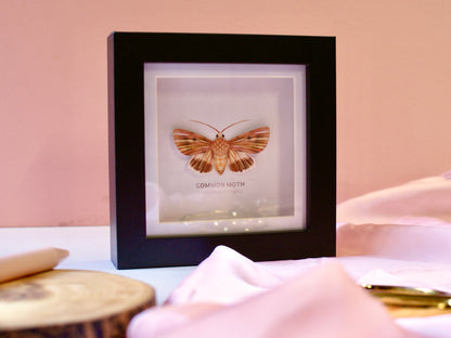Common Moth - Paper Taxidermy Frame