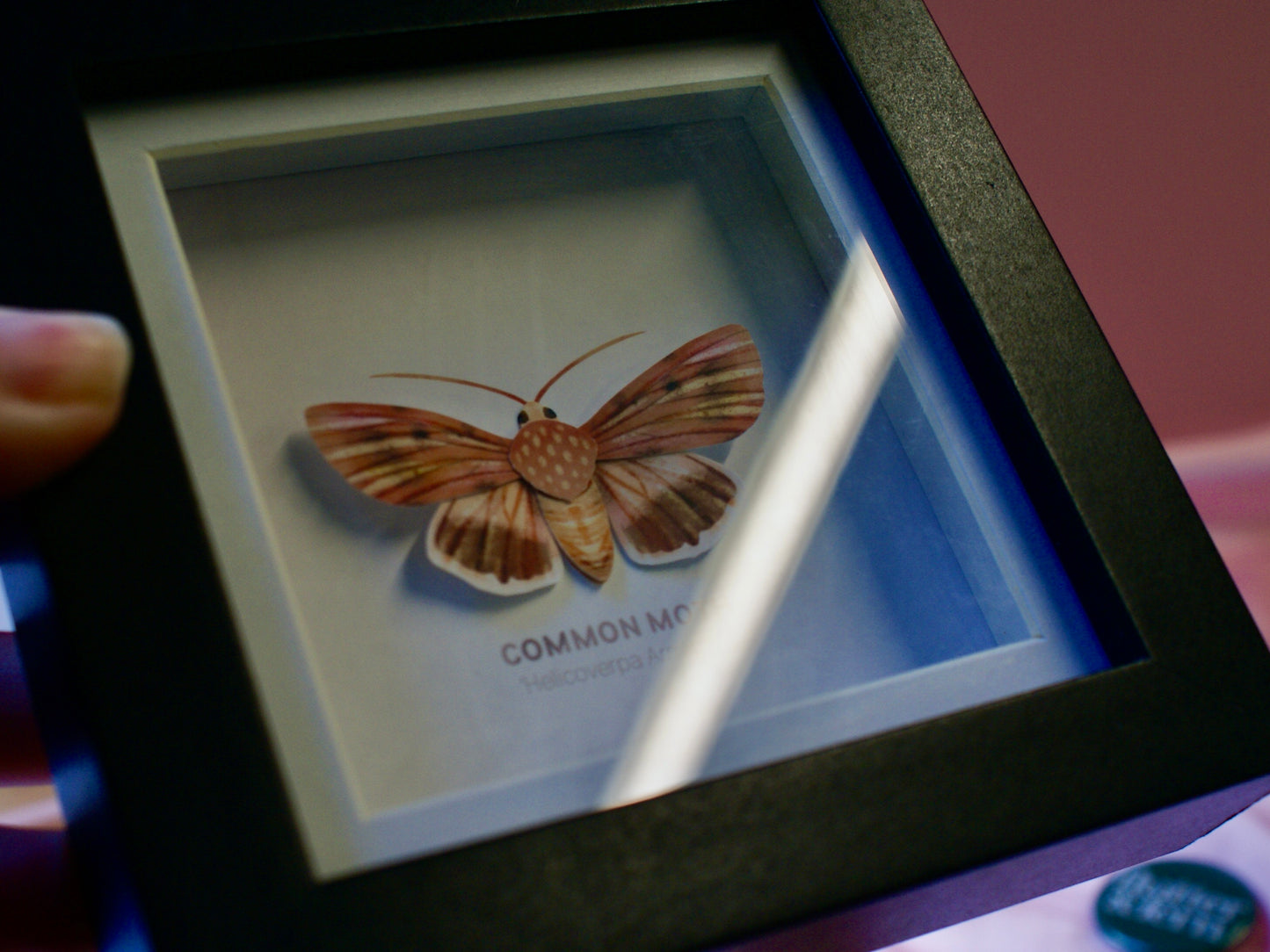 Common Moth - Paper Taxidermy Frame