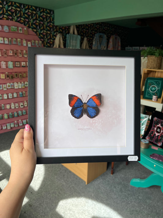 Argrias Butterfly - Paper Taxidermy Frame
