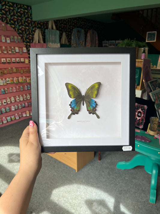 Peacock Butterfly - Paper Taxidermy Frame