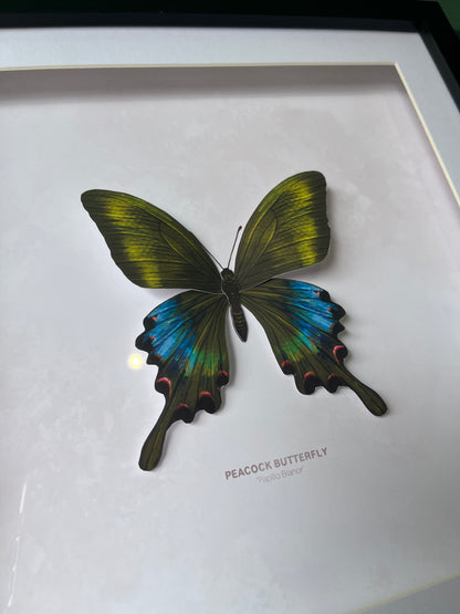 Peacock Butterfly - Paper Taxidermy Frame