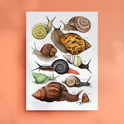 Land Snails - A4 Print