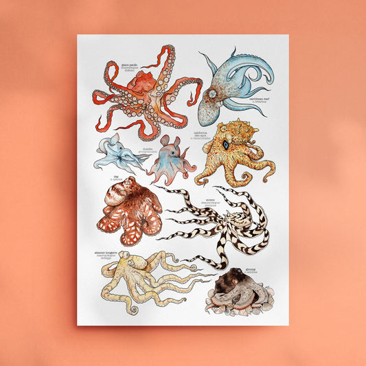 Octopus Species - A3 Art Print