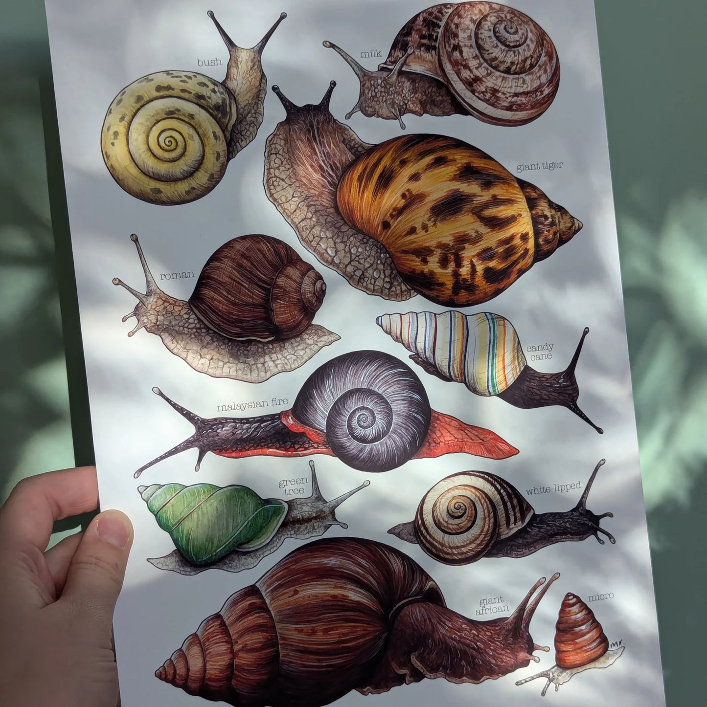 Land Snails - A4 Print