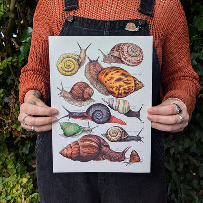 Land Snails - A4 Print