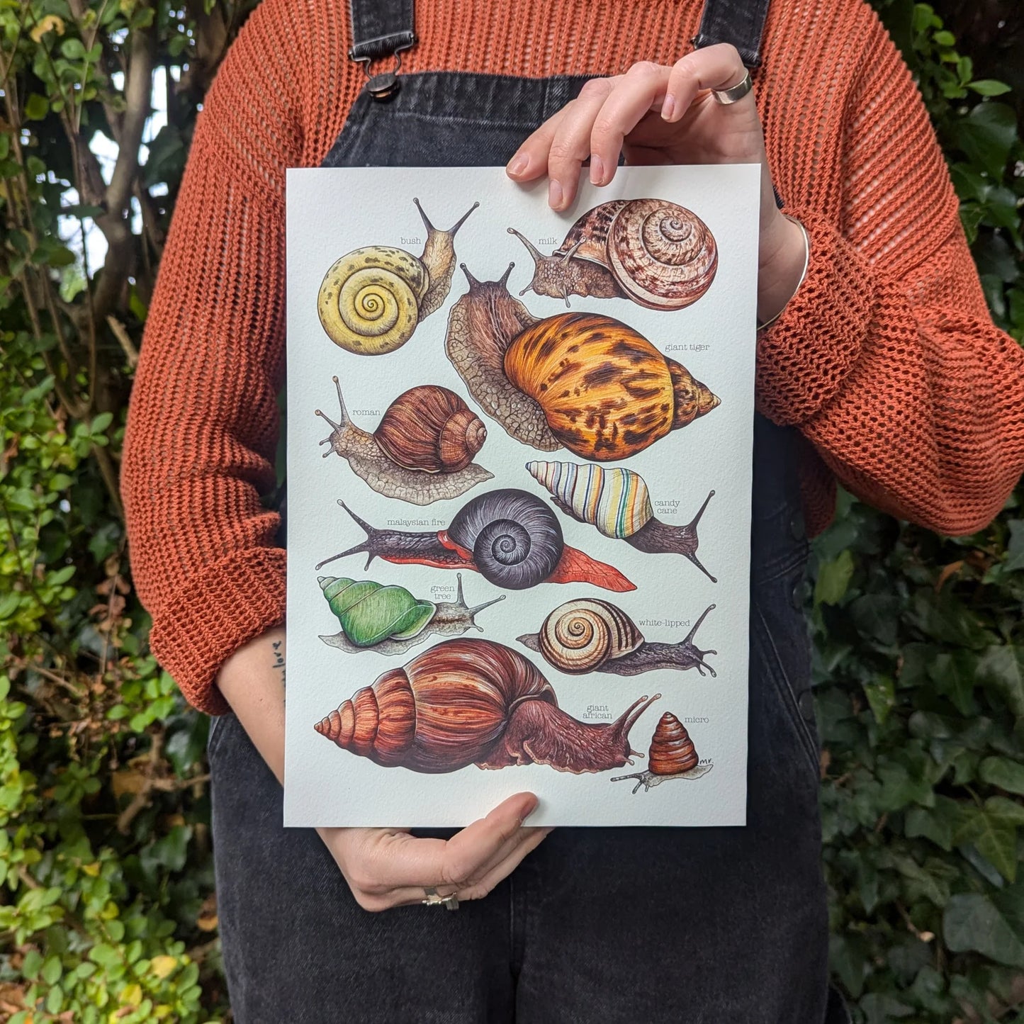 Land Snails - A4 Print