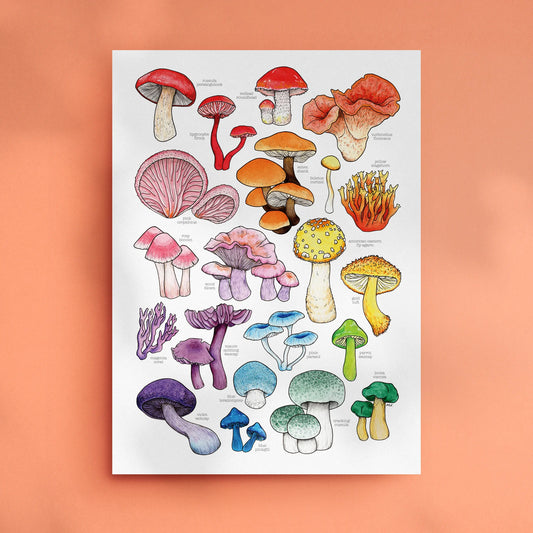 Rainbow Mushrooms - A3 Art Print