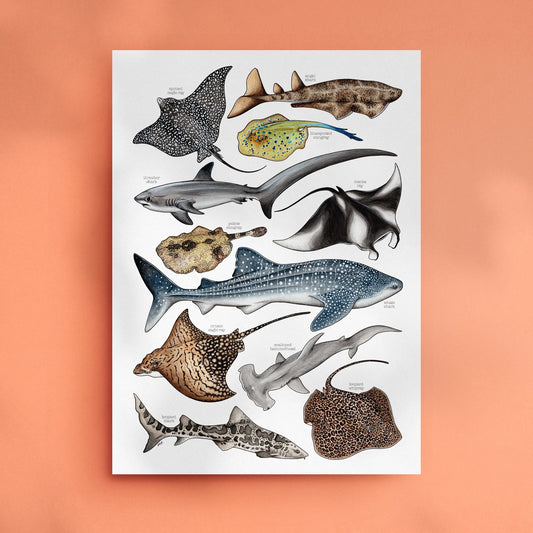 Sharks & Rays - A3 Art Print