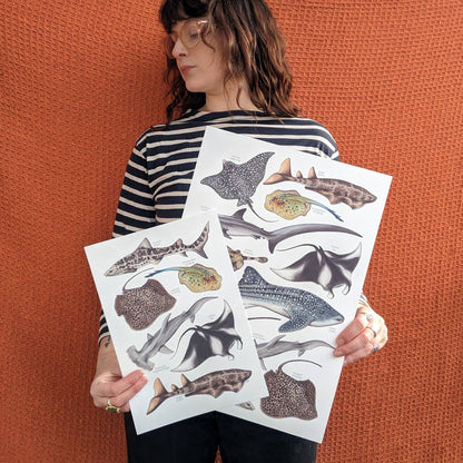 Sharks & Rays - Print