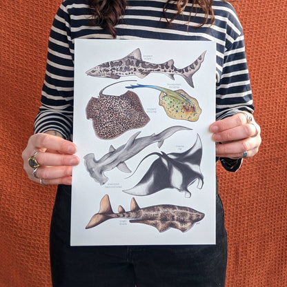 Sharks & Rays - Print