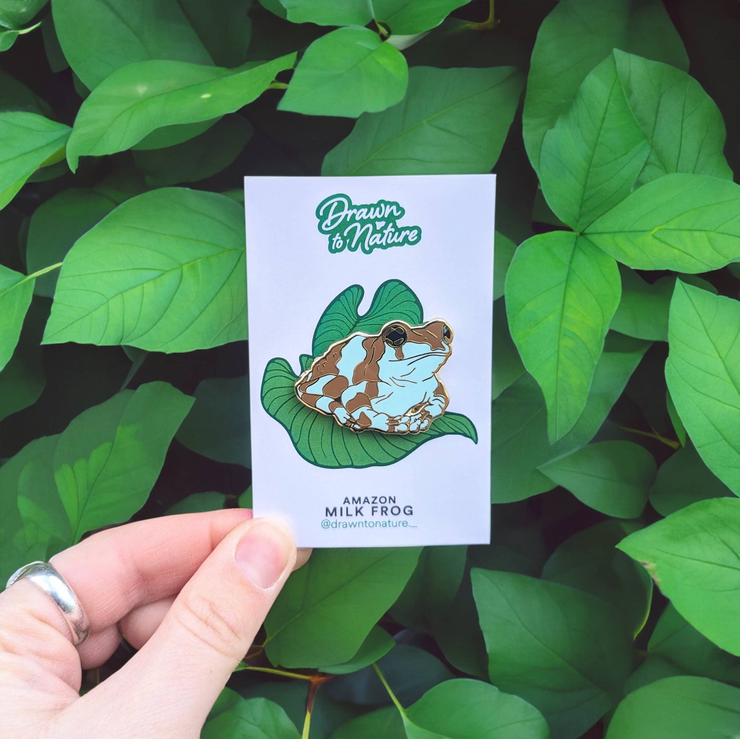 Frog Enamel Pin Pair - Tree Frog & Milk Frog - Nature Pins