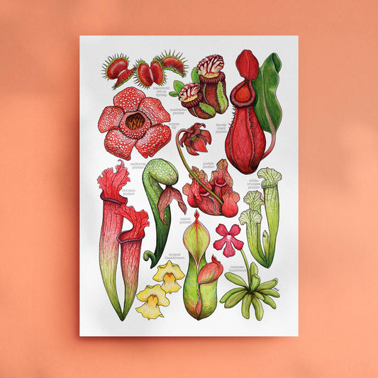 Carnivorous Plants - Print