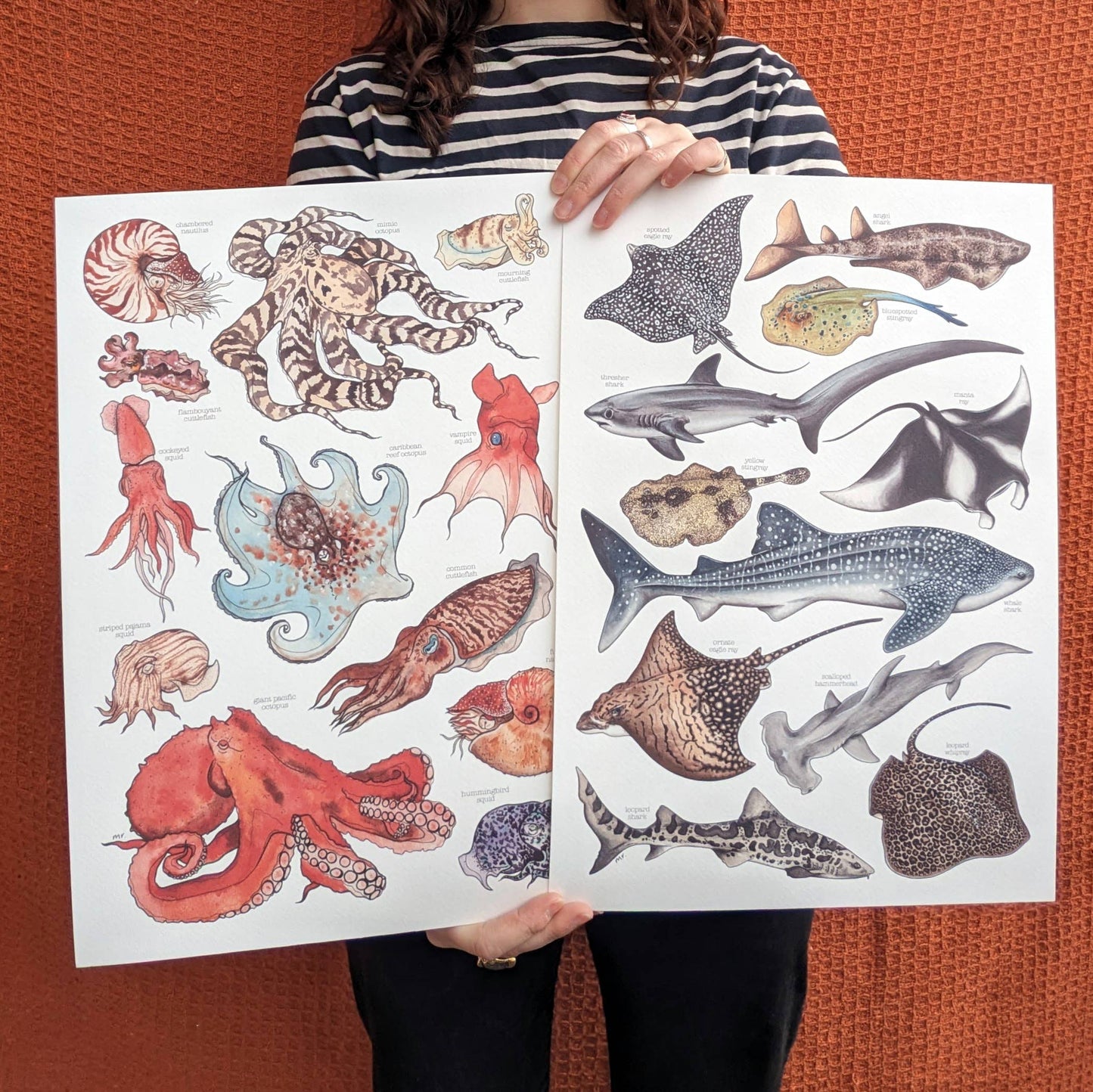 Sharks & Rays - Print