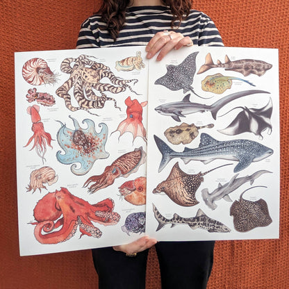 Sharks & Rays - Print