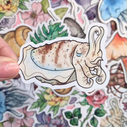 Cephalopods Sticker Pack - Octopus Stickers