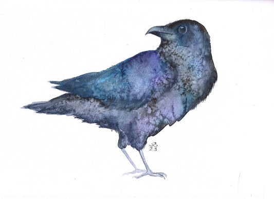 Raven - A4 Print